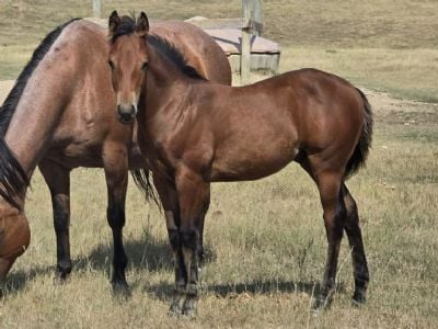 Paddys Gin ACDC JW <BR>AQHA 6499735